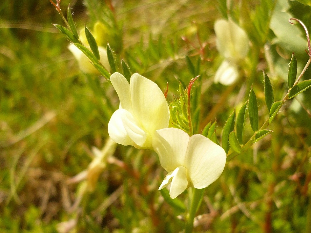 Vicia lutea subsp. lutea (Fabaceae)